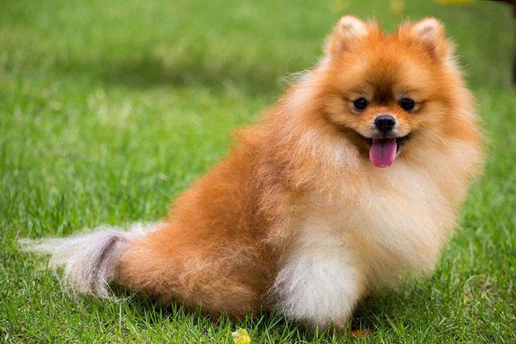 15 Best Dog Breeds For Seniors : EverTricks.com