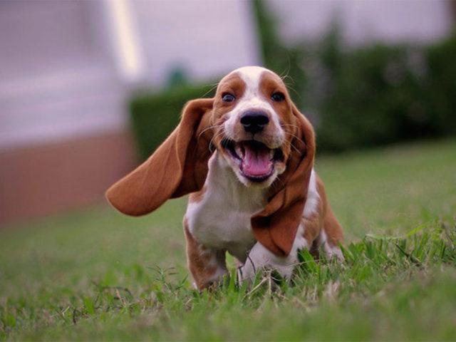 15 Best Dog Breeds For Seniors : EverTricks.com