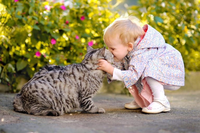5 Most Gentle Cat Breeds That Make The Perfect Best Friend For Your