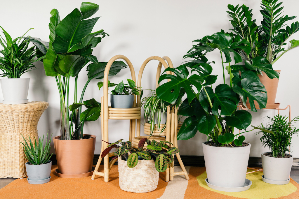 Best House Plants For Living Room